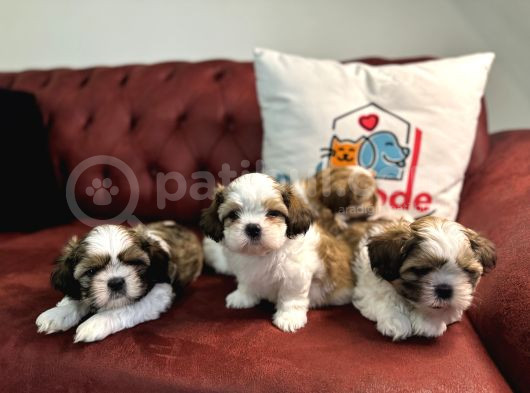 Petmode Köpek Çiftliğinde Ziyarete Açık Mini Shih_Tzu 