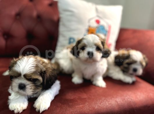 Petmode Köpek Çiftliğinde Ziyarete Açık Mini Shih_Tzu  görsel