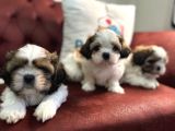 Petmode Köpek Çiftliğinde Ziyarete Açık Mini Shih_Tzu 