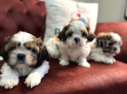 Petmode Köpek Çiftliğinde Ziyarete Açık Mini Shih_Tzu  görsel