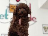 Petmode Köpek Çiftliğinden Kore Toy Poodle Yavrularımız
