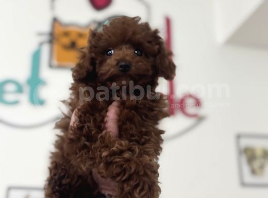 Petmode Köpek Çiftliğinden Kore Toy Poodle Yavrularımız görsel
