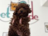 Petmode Köpek Çiftliğinden Kore Toy Poodle Yavrularımız