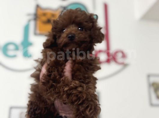 Petmode Köpek Çiftliğinden Kore Toy Poodle Yavrularımız görsel