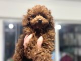 Petmode Köpek Çiftliğinden Kore Toy Poodle Yavrularımız