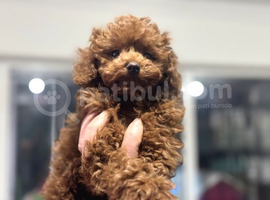 Petmode Köpek Çiftliğinden Kore Toy Poodle Yavrularımız görsel