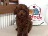 Petmode Köpek Çiftliğinden Kore Toy Poodle Yavrularımız