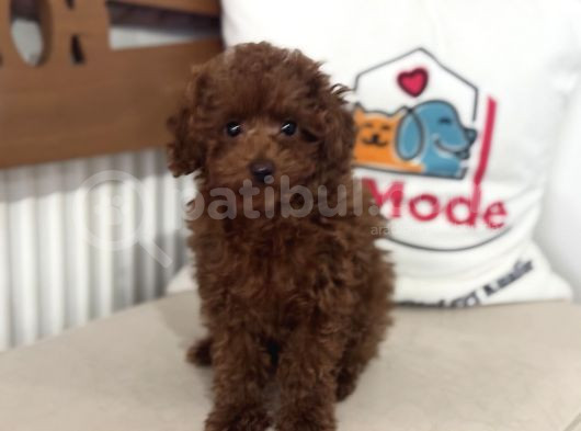 Petmode Köpek Çiftliğinden Kore Toy Poodle Yavrularımız görsel