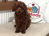 Petmode Köpek Çiftliğinden Kore Toy Poodle Yavrularımız