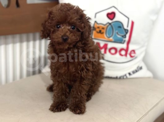 Petmode Köpek Çiftliğinden Kore Toy Poodle Yavrularımız görsel