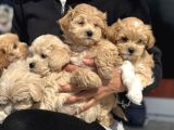 Petmode köpek çiftliğinde ziyarete açık mini maltipoo