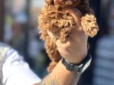 Petmode köpek çiftliğinden kore toy poodle yavrularımız