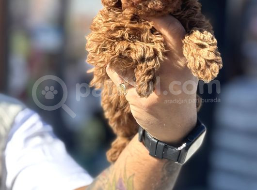 Petmode Köpek Çiftliğinden Kore Toy Poodle Yavrularımız