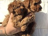 Petmode Köpek Çiftliğinden Kore Toy Poodle Yavrularımız