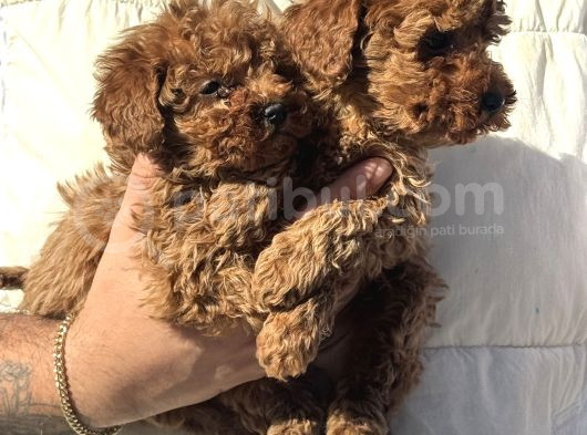 Petmode Köpek Çiftliğinden Kore Toy Poodle Yavrularımız görsel