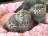 Ankaranın En Elit Scottish Fold Yavruları Ziyarete Açık