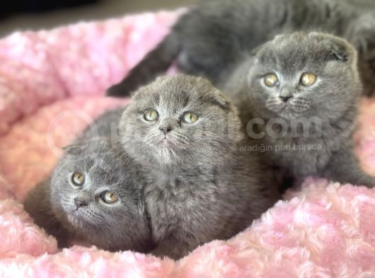 Ankaranın En Elit Scottish Fold Yavruları Ziyarete Açık görsel