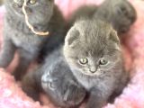 Ankaranın En Elit Scottish Fold Yavruları Ziyarete Açık
