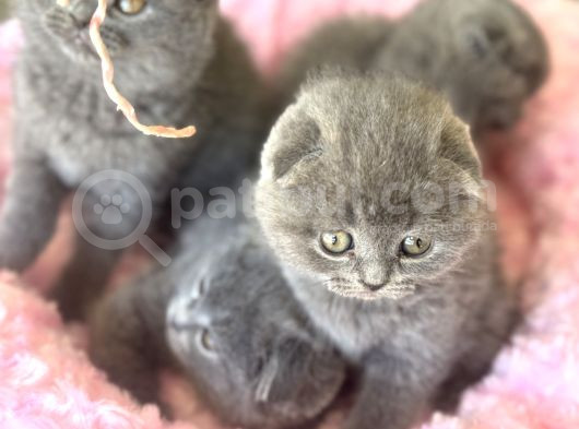 Ankaranın En Elit Scottish Fold Yavruları Ziyarete Açık görsel