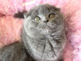 Ankaranın En Elit Scottish Fold Yavruları Ziyarete Açık