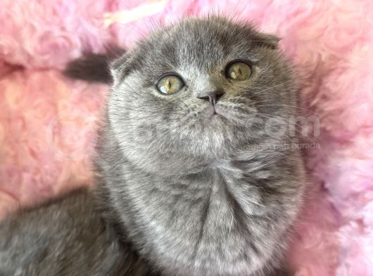 Ankaranın En Elit Scottish Fold Yavruları Ziyarete Açık görsel