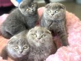Ankaranın En Elit Scottish Fold Yavruları Ziyarete Açık