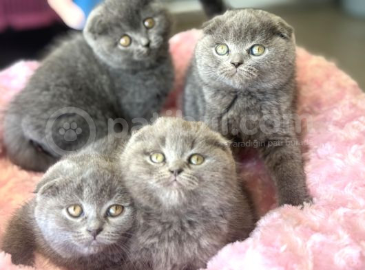 Ankaranın En Elit Scottish Fold Yavruları Ziyarete Açık görsel