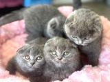 Ankaranın En Elit Scottish Fold Yavruları Ziyarete Açık
