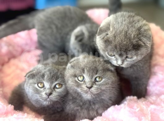 Ankaranın En Elit Scottish Fold Yavruları Ziyarete Açık görsel