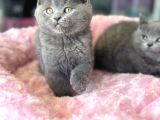 Ankarada Ziyarete Açık British Shorthair Yavrular