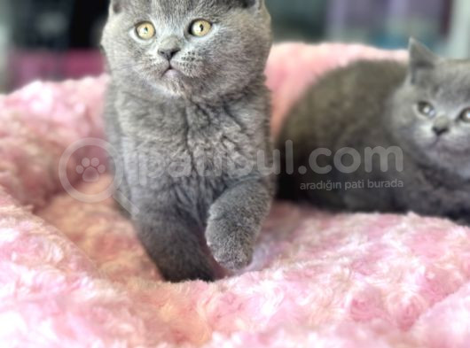 Ankarada Ziyarete Açık British Shorthair Yavrular görsel