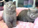 Ankarada Ziyarete Açık British Shorthair Yavrular