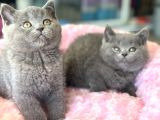 Ankarada Ziyarete Açık British Shorthair Yavrular