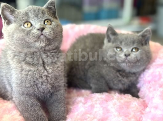Ankarada Ziyarete Açık British Shorthair Yavrular görsel