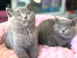 Ankarada Ziyarete Açık British Shorthair Yavrular