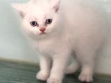 Ankarada Ziyarete Açık British Shorthair Yavrular
