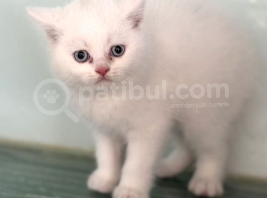 Ankarada Ziyarete Açık British Shorthair Yavrular görsel