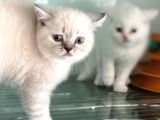 Ankarada Ziyarete Açık British Shorthair Yavrular