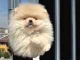 Petmode Köpek Çiftliğinde Ziyarete Açık Teddy Pomeranian