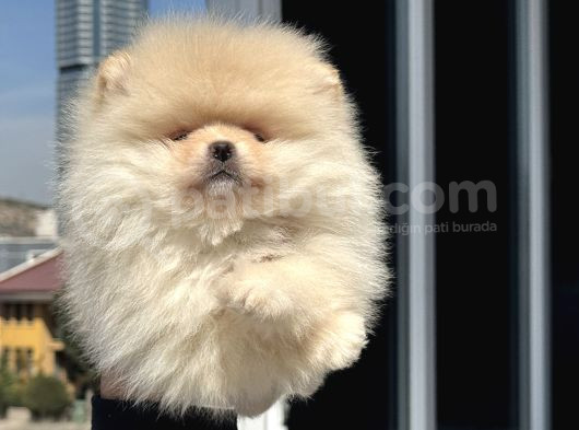 Petmode Köpek Çiftliğinde Ziyarete Açık Teddy Pomeranian görsel