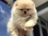 Petmode Köpek Çiftliğinde Ziyarete Açık Teddy Pomeranian