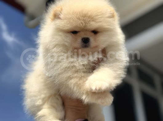 Petmode Köpek Çiftliğinde Ziyarete Açık Teddy Pomeranian görsel