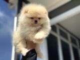 Petmode Köpek Çiftliğinde Ziyarete Açık Teddy Pomeranian