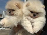 Petmode Köpek Çiftliğinde Ziyarete Açık Teddy Pomeranian