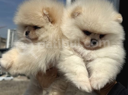 Petmode Köpek Çiftliğinde Ziyarete Açık Teddy Pomeranian görsel