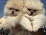 Petmode Köpek Çiftliğinde Ziyarete Açık Teddy Pomeranian