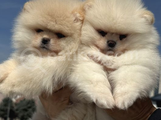 Petmode Köpek Çiftliğinde Ziyarete Açık Teddy Pomeranian görsel