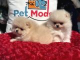 Petmode Köpek Çiftliğinde Ziyarete Açık Teddy Pomeranian