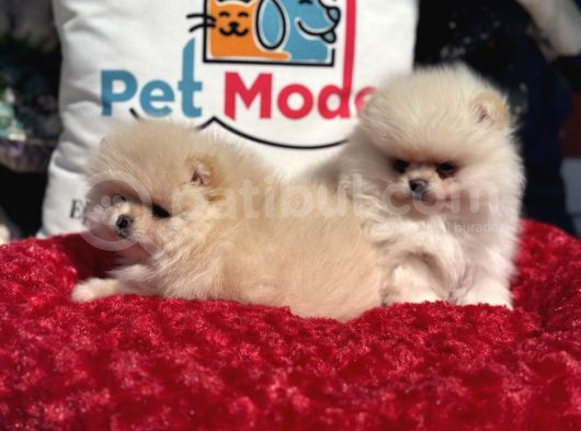 Petmode Köpek Çiftliğinde Ziyarete Açık Teddy Pomeranian görsel