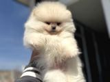 Petmode Köpek Çiftliğinde Ziyarete Açık Teddy Pomeranian